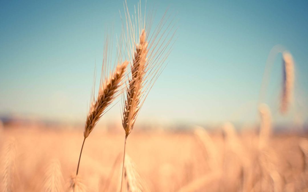 Food: Bracing for Impact